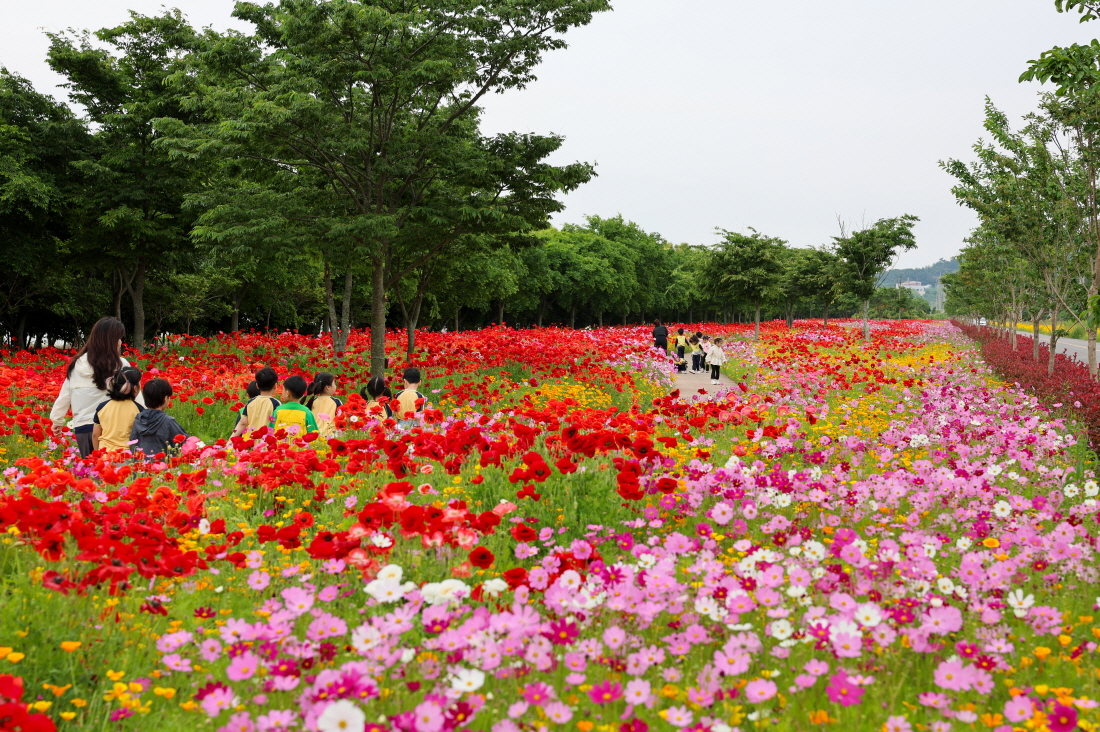 진도군이 ‘365일 꽃피는 진도 만들기’ 사업의 하나로 군내 농공단지와 진도항 일원 등 대규모 꽃단지 10개소를 포함한 총 28만4832㎡ 규모의 꽃길, 꽃동산, 꽃단지에 자체적으로 생산한 꽃모종 31만본을 심고, 꽃씨 7000㎏을 파종해 계절마다 다채로운 풍경을 선사 중이다. 진도군 제공