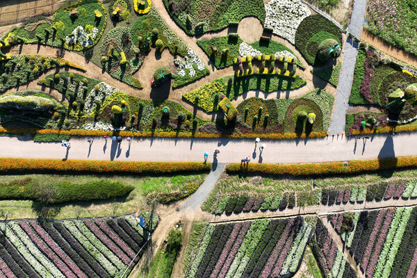 각종 동물로 구성된 국화장식과 안젤로니아