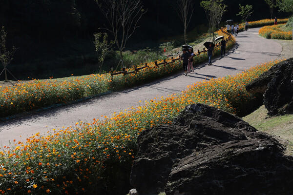 고인돌공원 양옆길에 활짝핀 황화코스모스