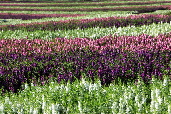 오색으로 물든 안젤로니아