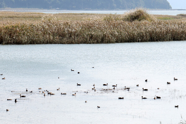 강진만을 찾은 겨울철새