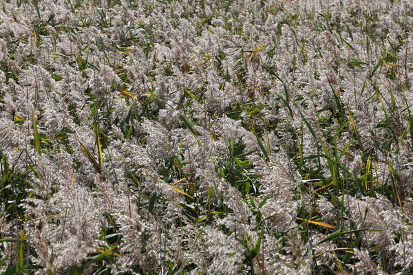 가을빛으로 물든 갈대