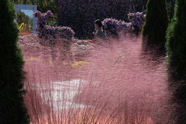 빛나는 핑크뮬리