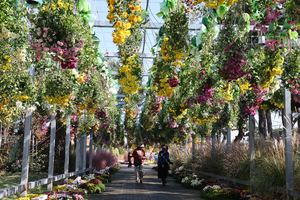 거꾸로 매달린 국화꽃