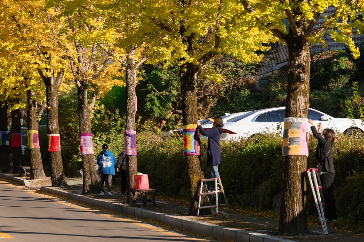 신영순 지산2동 동장과 주민자치회가 광주 동구 지호로 카페거리 일대 은행나무에 직접 뜬 뜨개옷을 씌우고 있다.