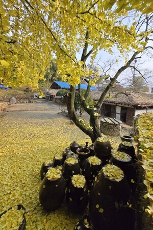 노란 은행잎으로 뒤덮인 강진 영랑생가